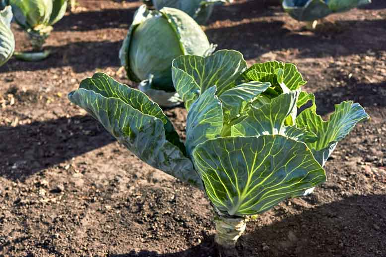 plant cabbages