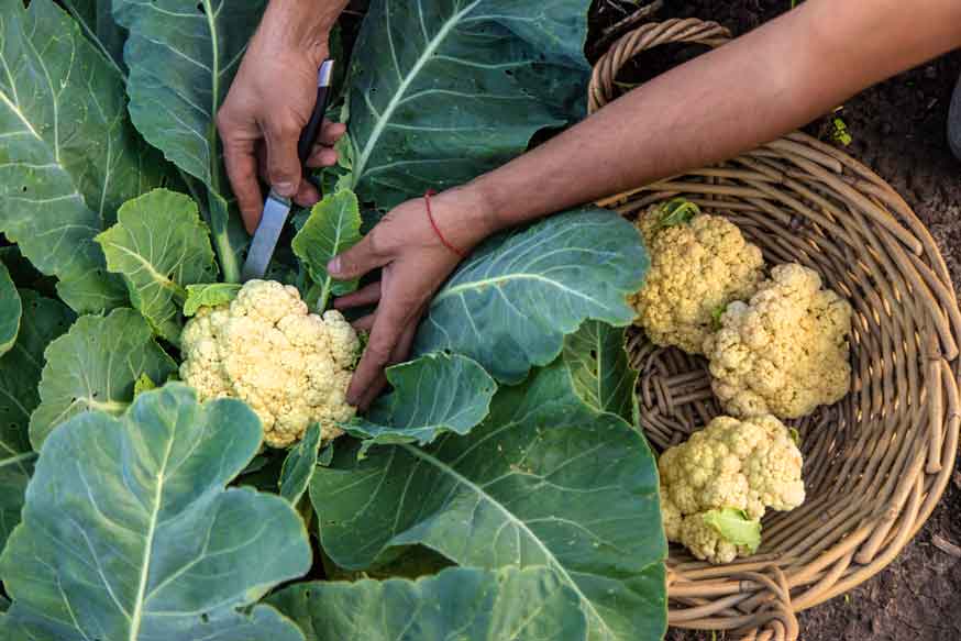 como cultivar coliflor