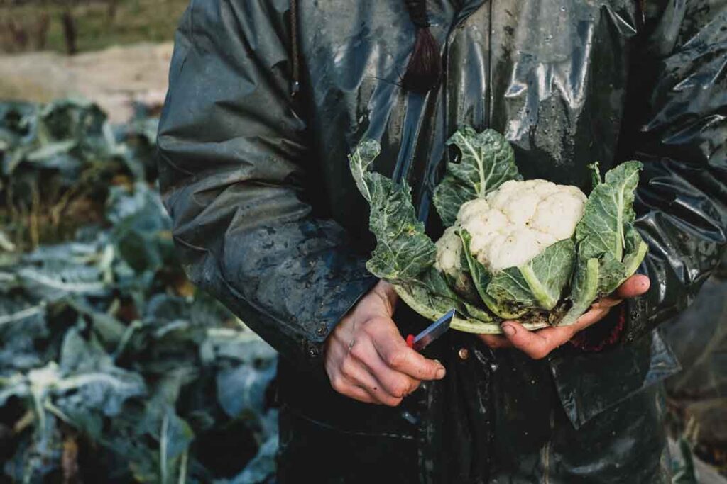 como cultivar coliflor