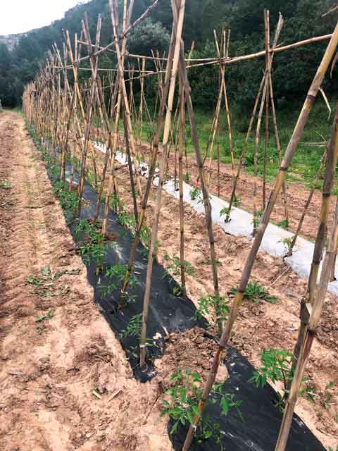 enfermedades de las tomateras