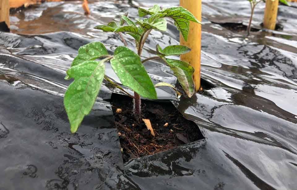 enfermedades de las tomateras
