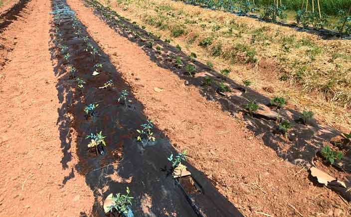 enfermedades de las tomateras