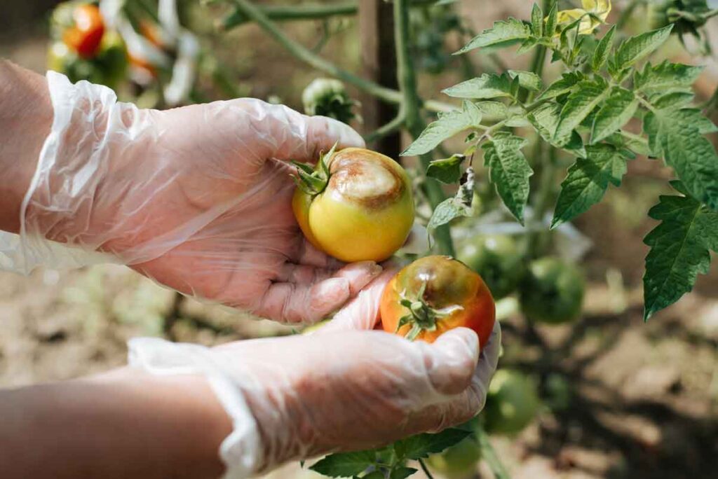 Enfermedades de las tomateras