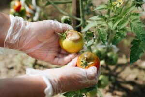 Enfermedades de las tomateras