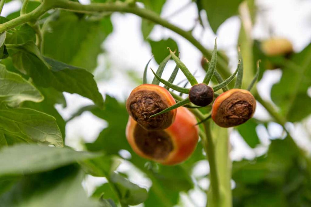 Enfermedades de las tomateras