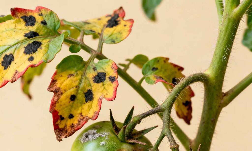 enfermedades de las tomateras