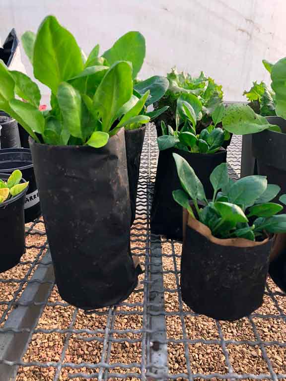 Profundidad para plantar semillas