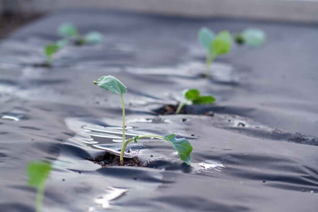 Profundidad para plantar semillas