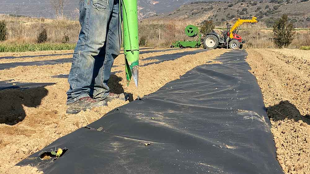 Profundidad para plantar semillas