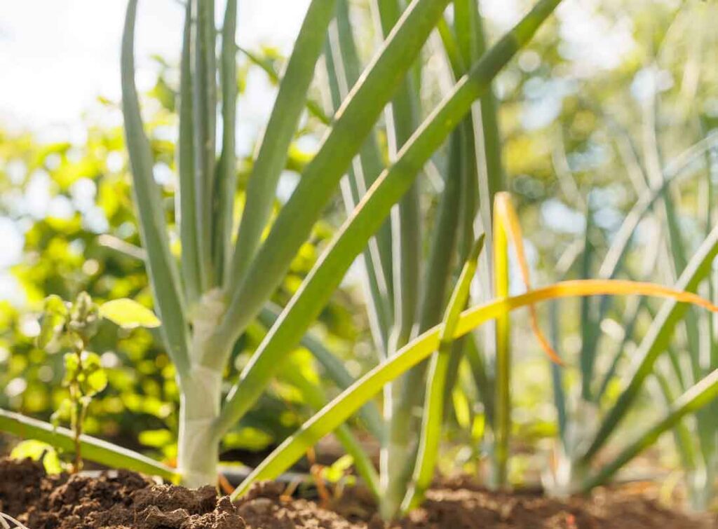 Cómo cultivar cebollas