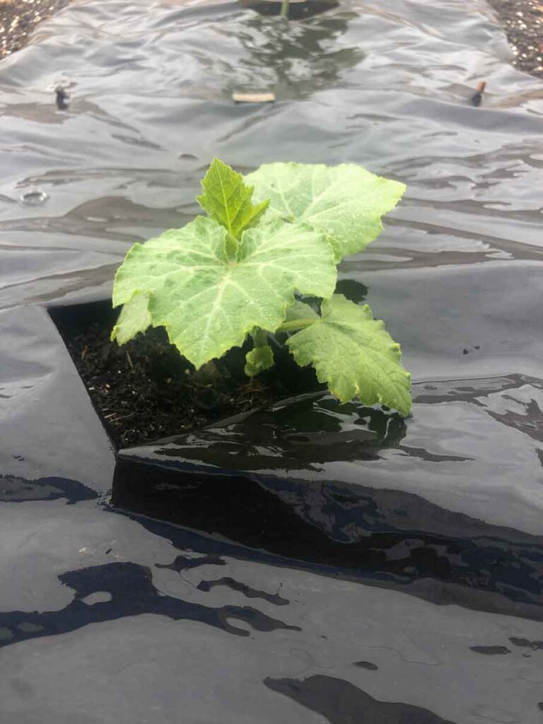 Agricultural Plastic