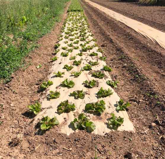 Agricultural Plastic