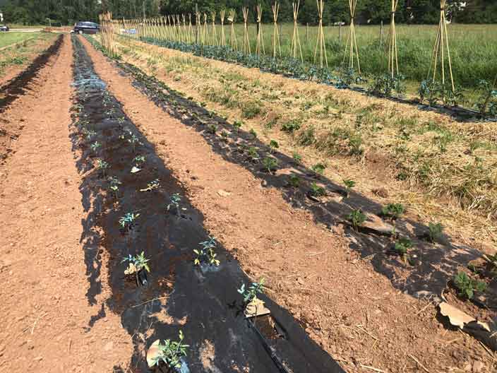 Agricultural Plastic