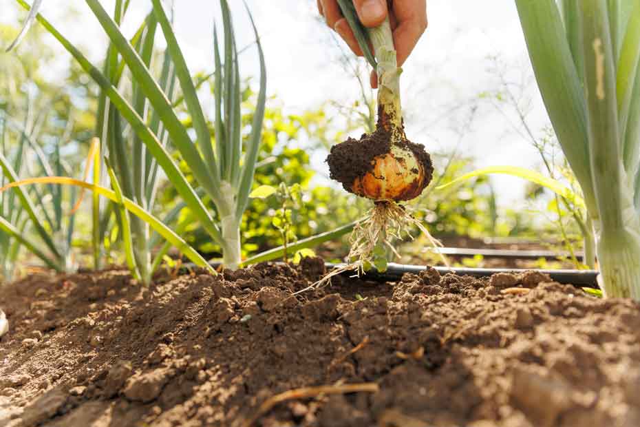 Cómo cultivar cebollas