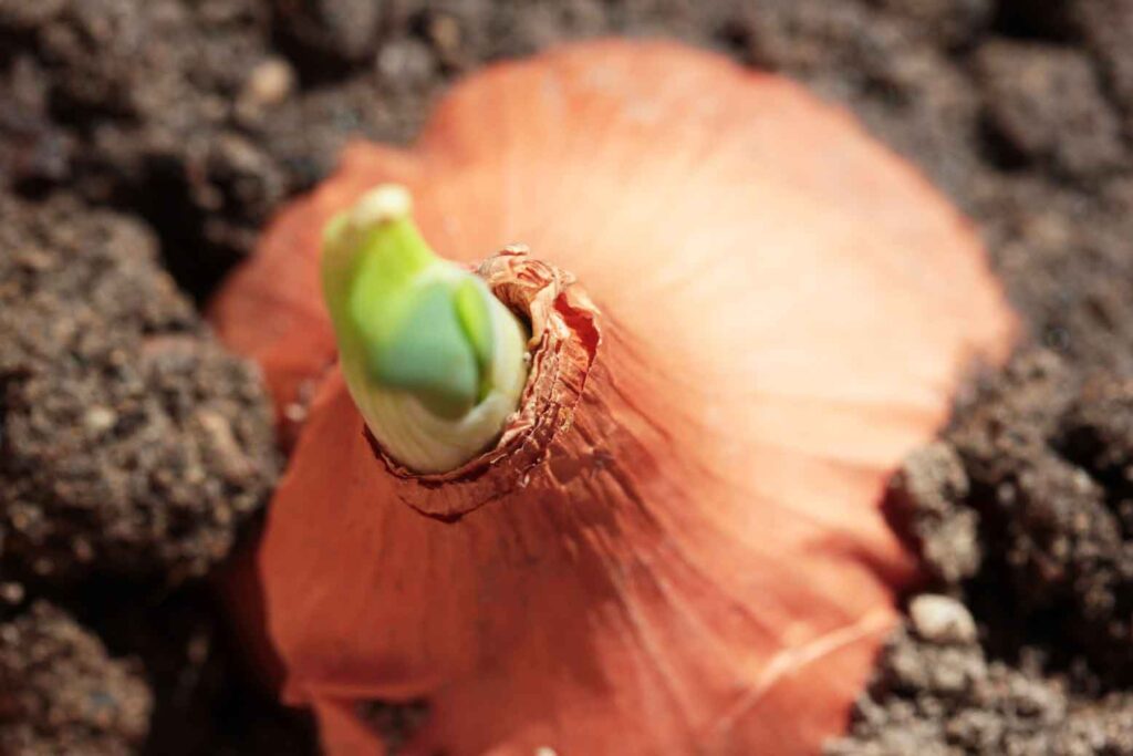 Cómo cultivar cebollas