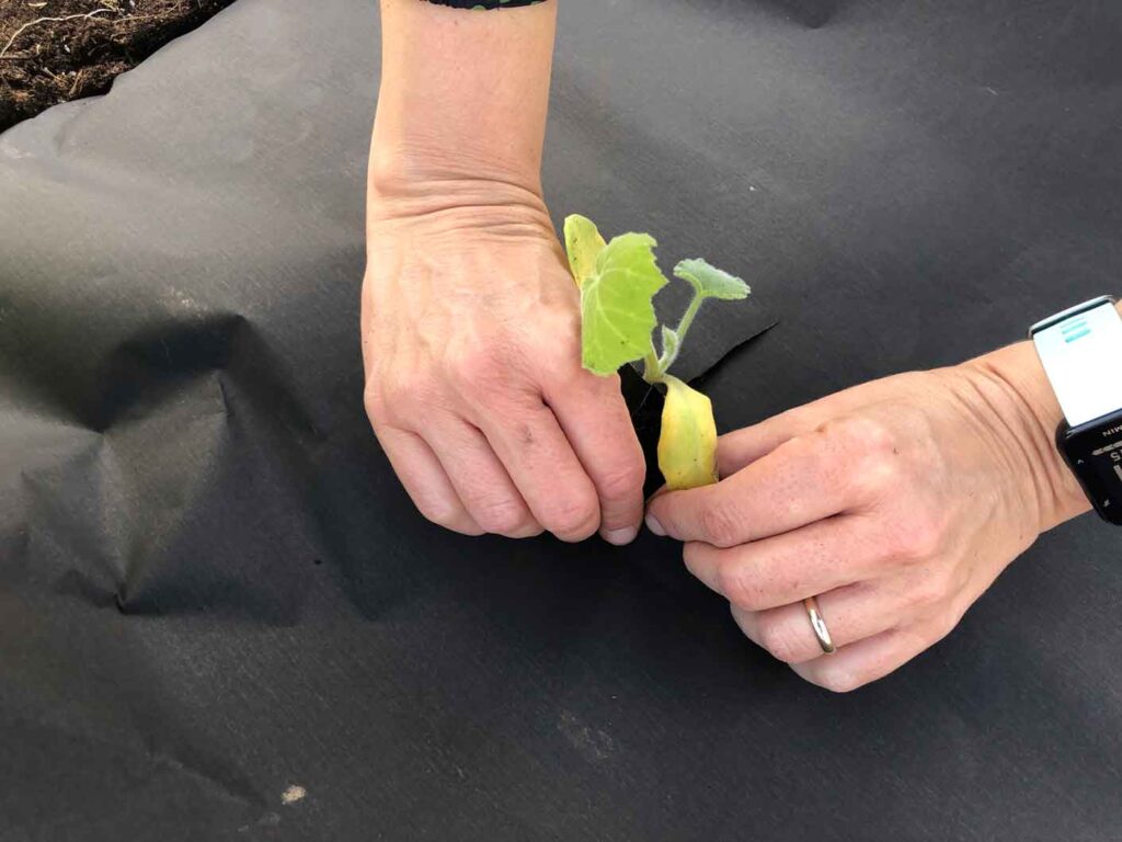 Agricultural Plastic