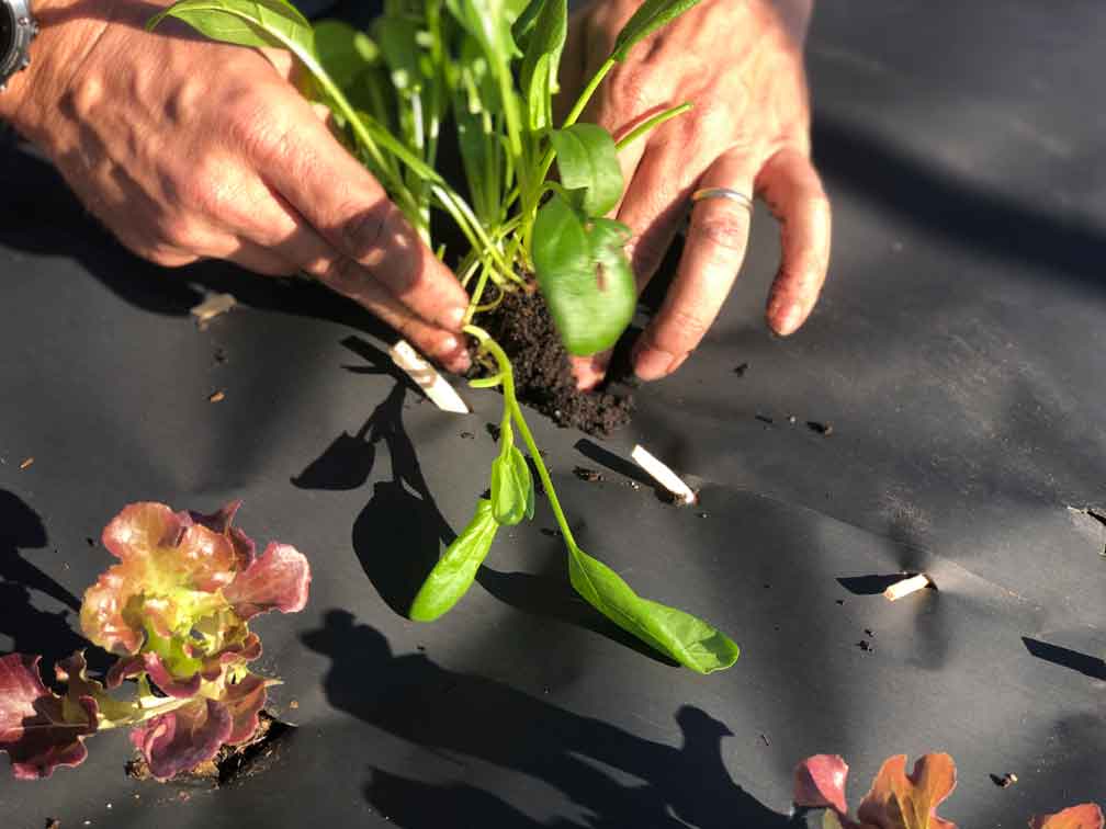 Agricultural Plastic