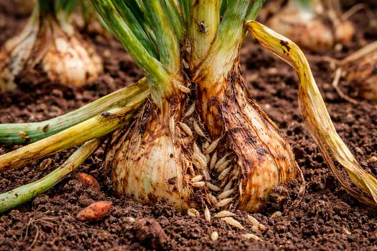 enfermedades en el cultivo de la cebolla