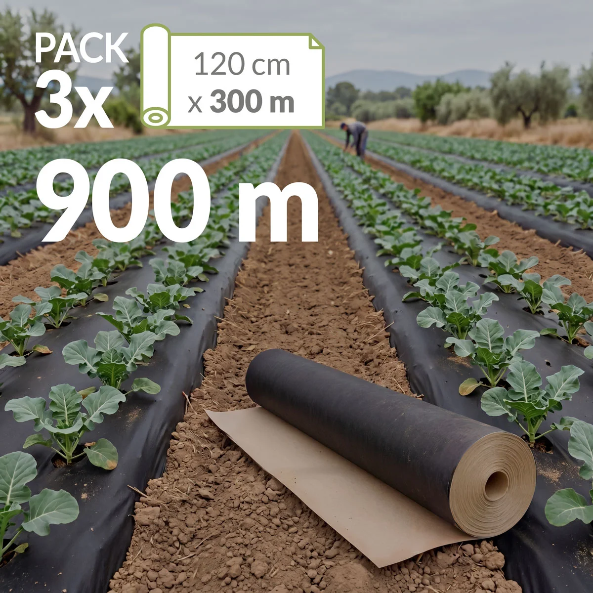 Cultivo de brócoli acolchado con papel Novamulch y rollo de Novamulch 120 cm x 300 metros. Sello pack 3 rollos, 900 metros.