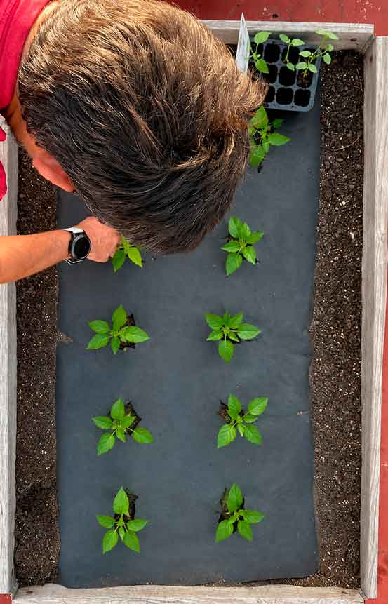 novamulch plantando pimientos