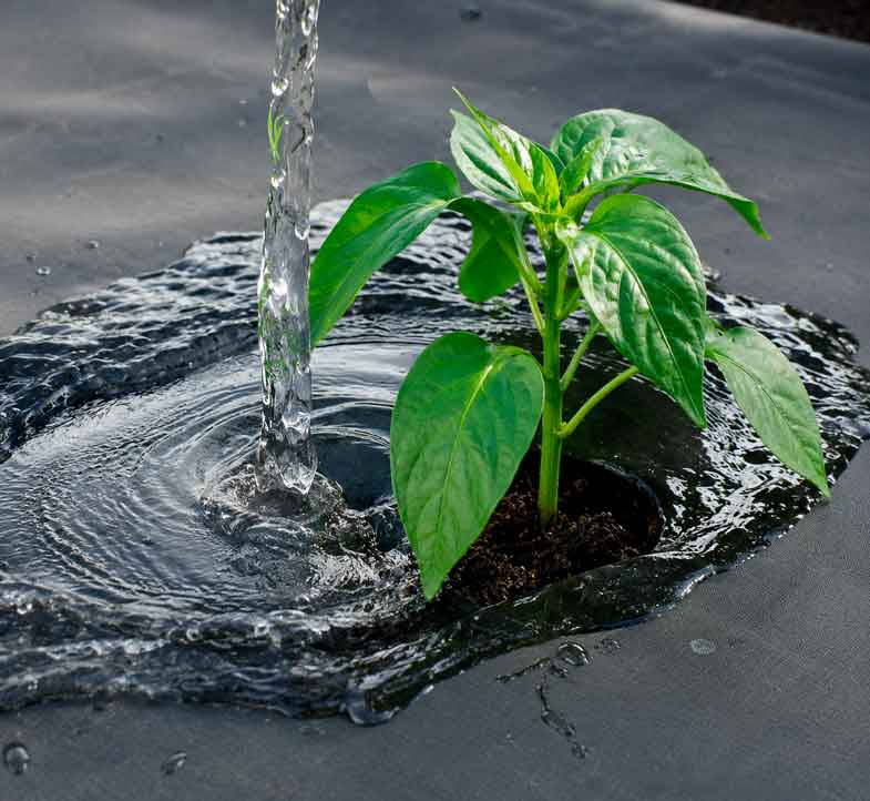 novamulch plantando pimientos