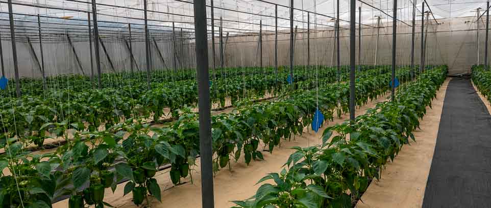 novamulch plantando pimientos