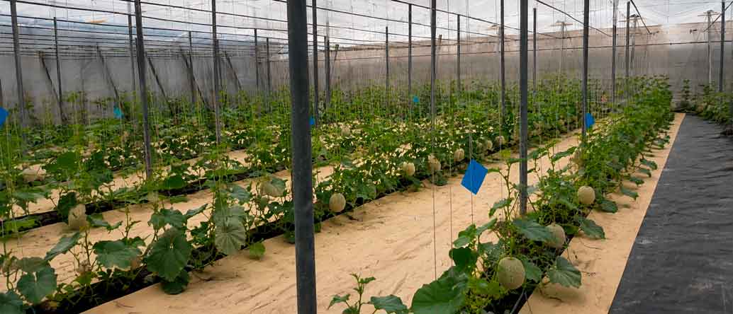 plant melon