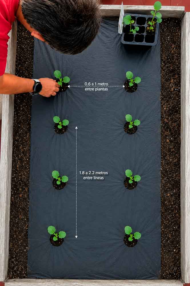 plant melon
