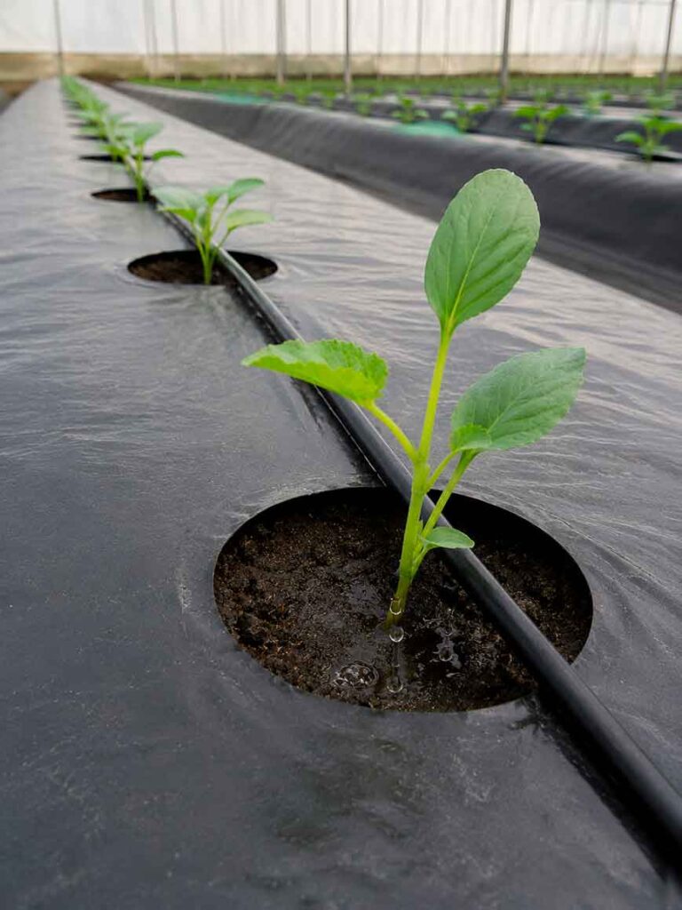 plant melon