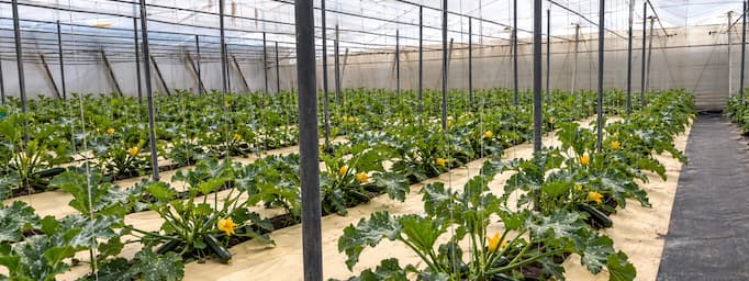 plant zucchini