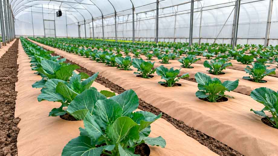 How to plant cabbage