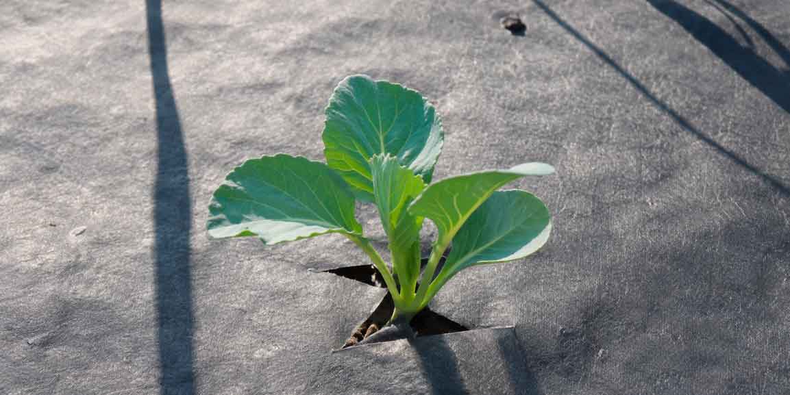 plantar col